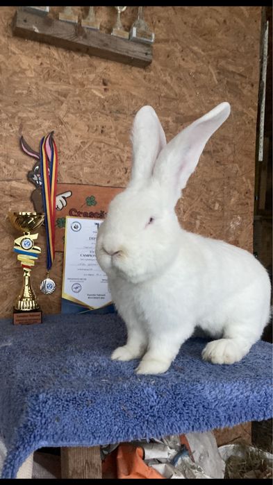 Masculi urias german alb