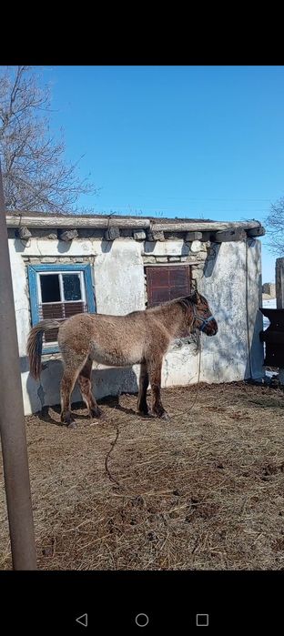 тай мз сұр көжек