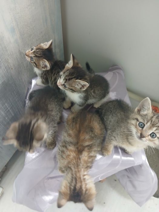 Котята в добрые руки
