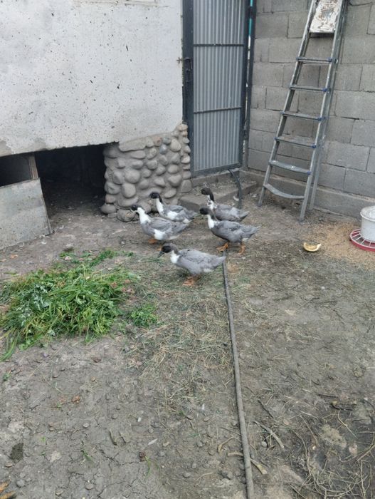 Утки голубой фаворит продам