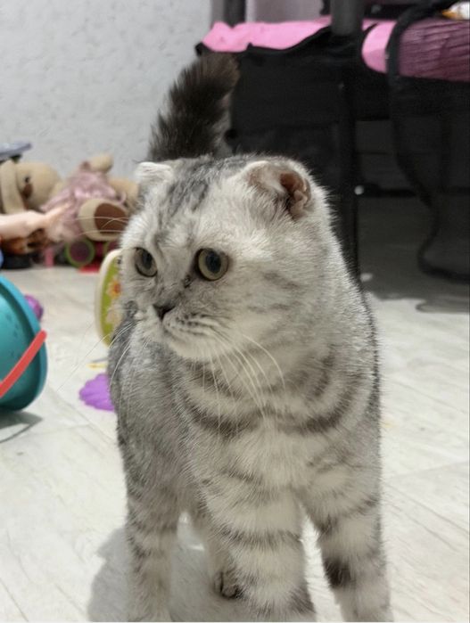 Котята шотландцы вислоухие