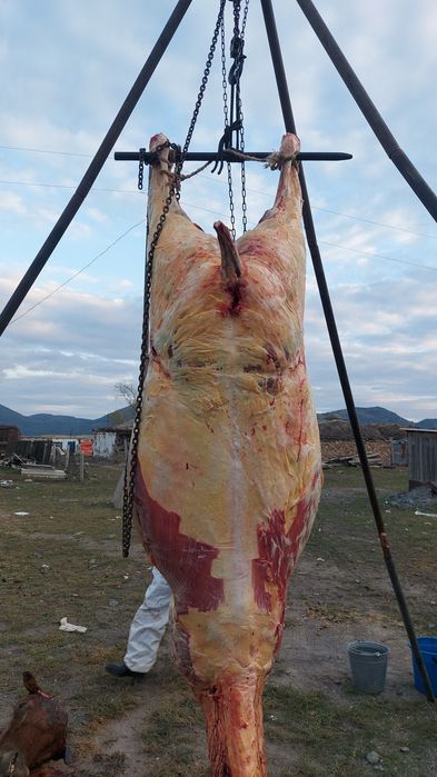 Продам мясо Байтал