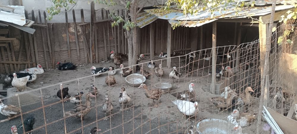 Продам  индоуток