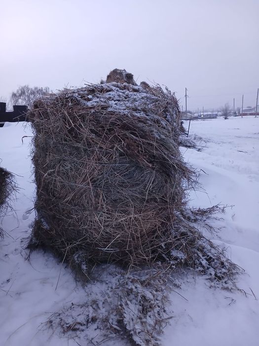 Продаём      сено