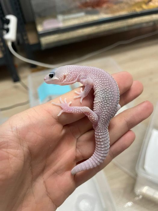 Эублифары разные