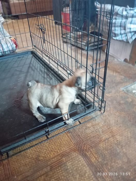 Французский  бульдог  щенки