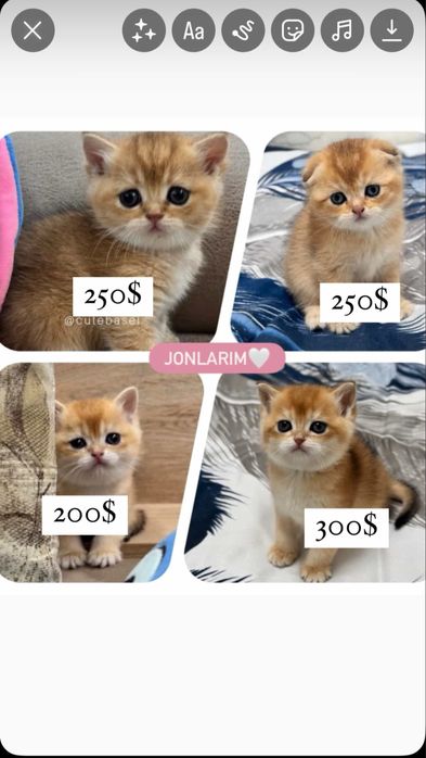 Zolotaya shinshilla ny 12