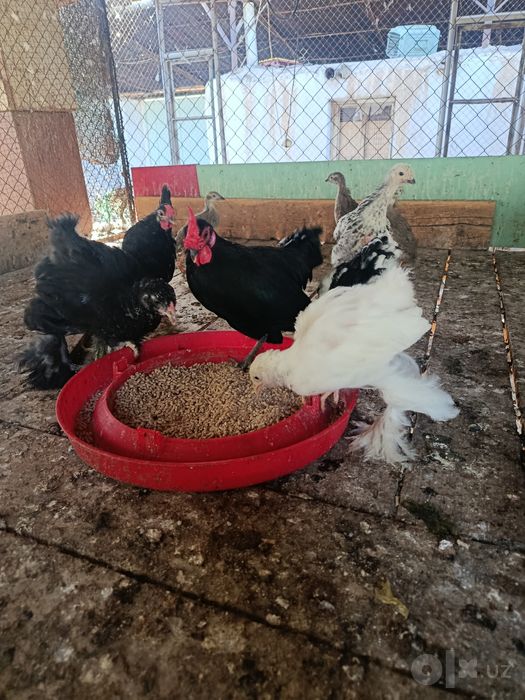 Продам цыплят брамы чистокровные