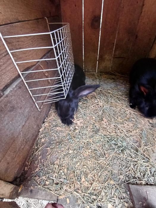 Vând iepuri urias german