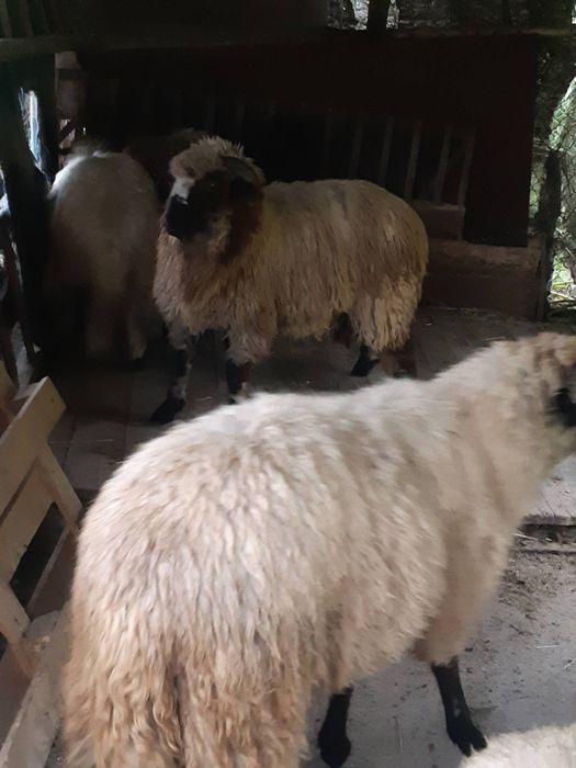 Miei de vânzare.