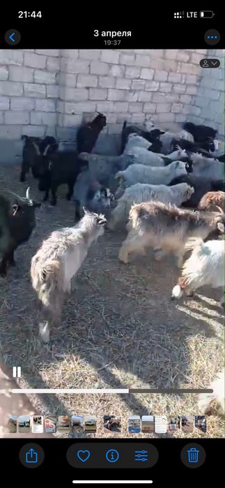 Шыбыштар сатылады