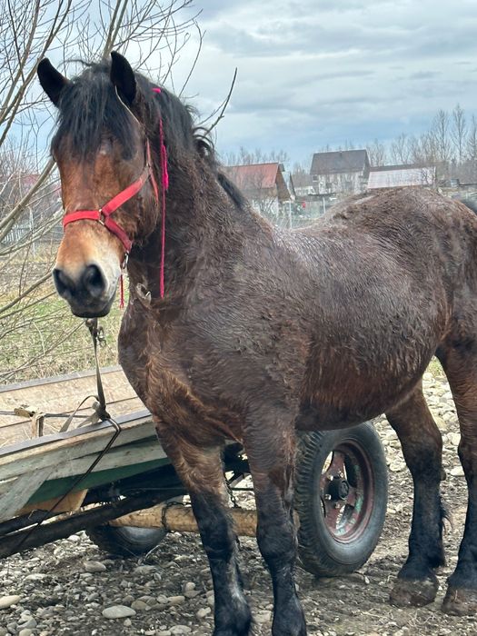 vând sau schimb  cal castrat de 8 ani garantat la tras si la mers