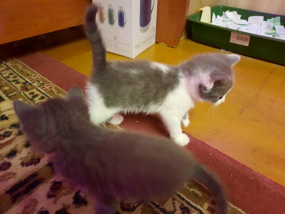 Продам милых котят.