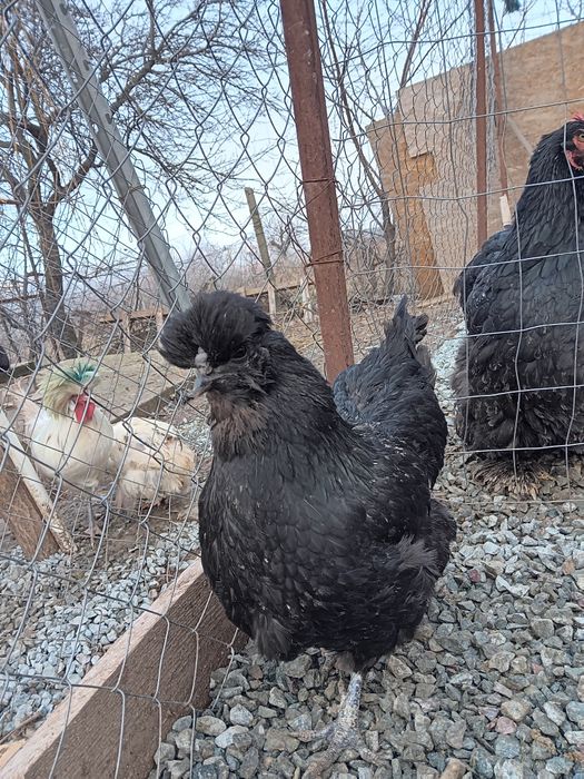 Oua pt incubat de la pasarile din imagini