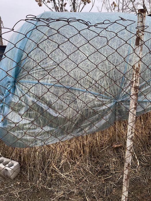 Шөп жаңышқа суданка арала