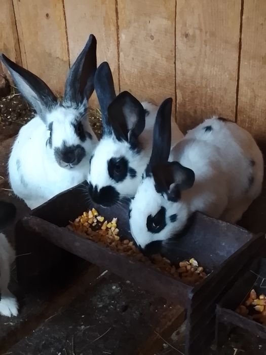 Vând iepuri fluture german