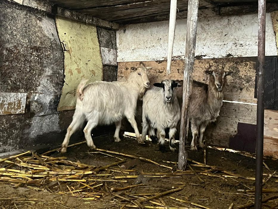 Vand capre foarte bune