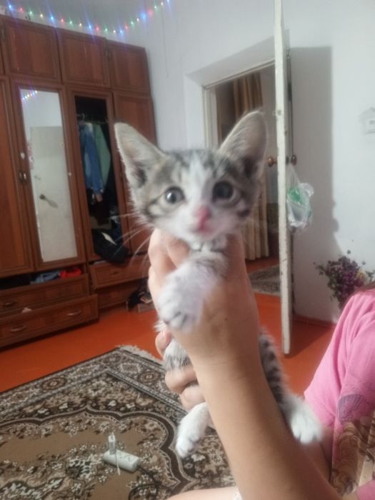 Отдаётся котенок