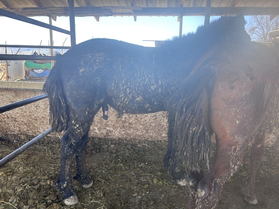 Сатылады құнан бордақы