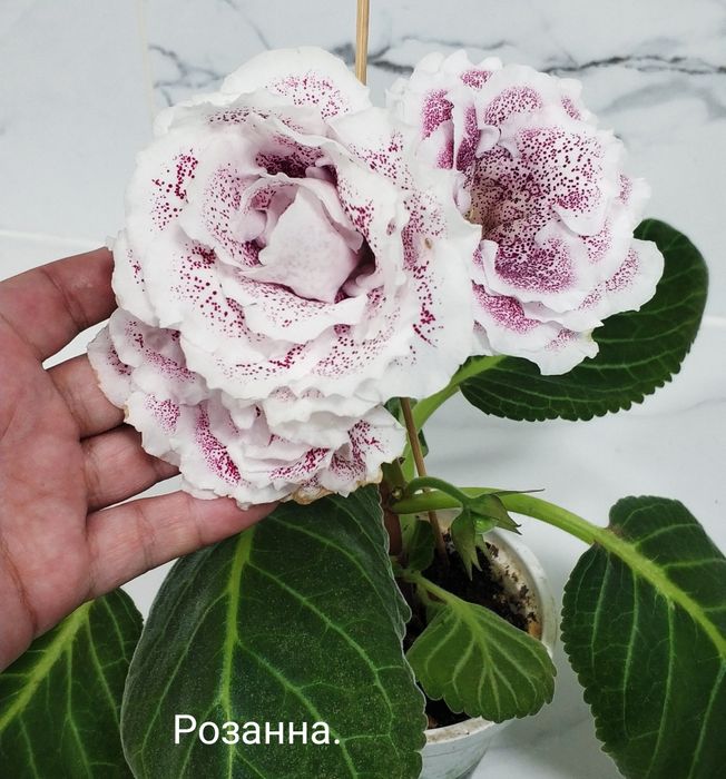Цветущие глоксинии.