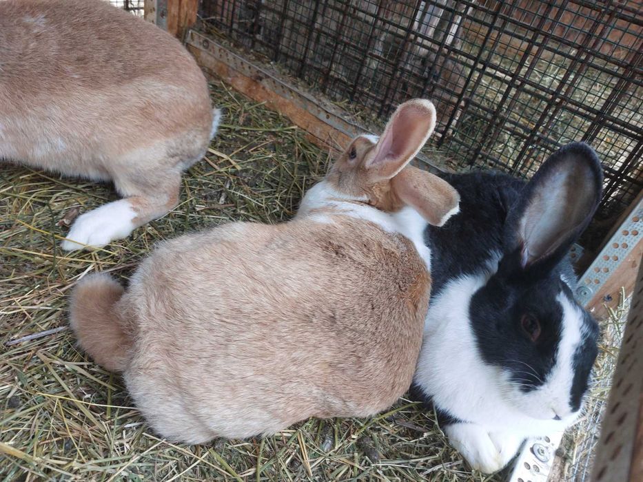 Iepuri Hycole francezi