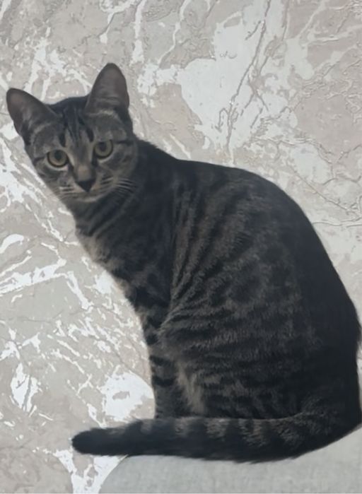 Котята бесплатно срочно