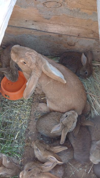 Продаются Кролики