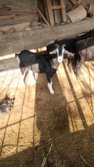 козы продается ешкі сатылады