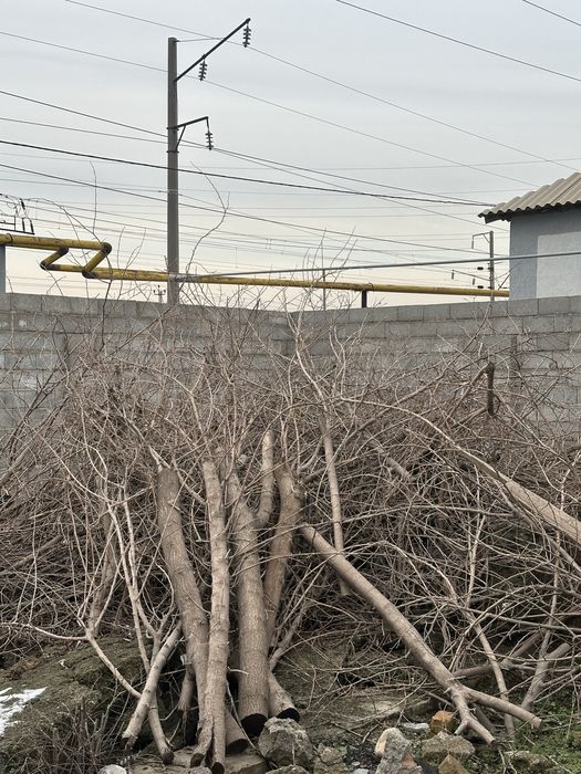 Срочно отдам дрова бесплатно