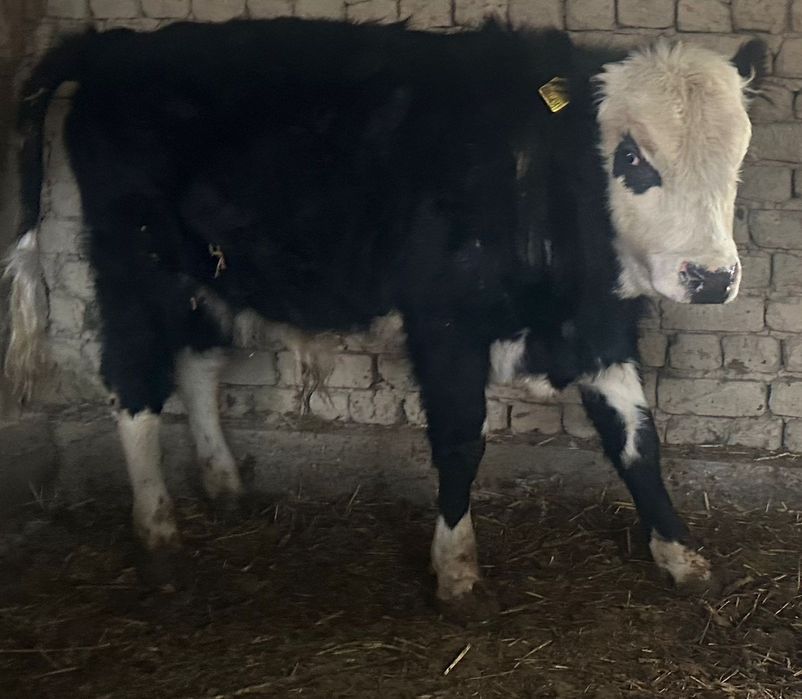 Баспақ семіз тоқал