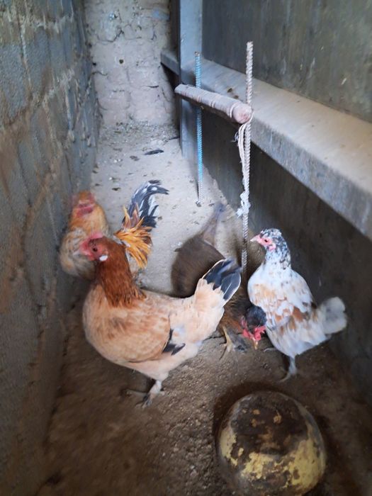 Японский тауықтар қораз сатылады