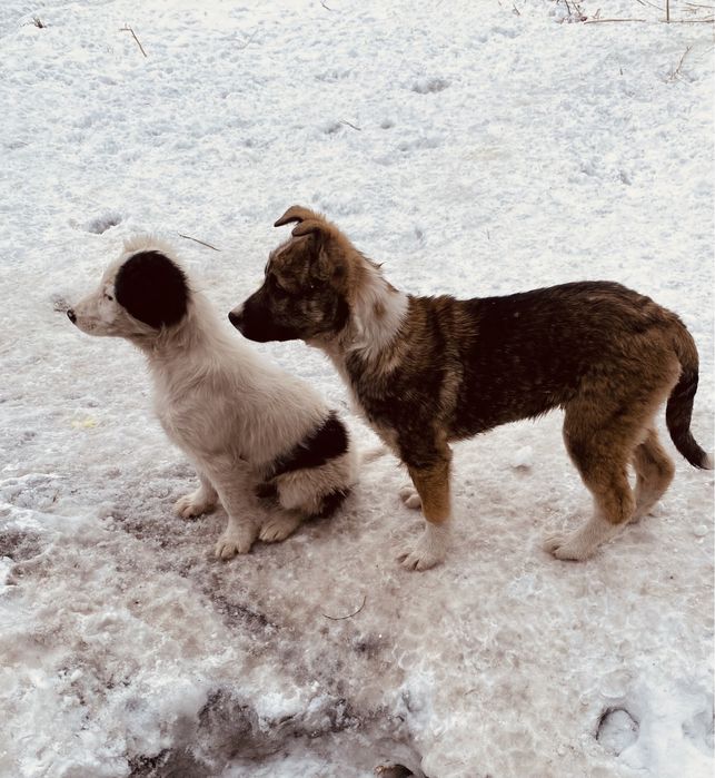 Трехмесячные домашние щенки