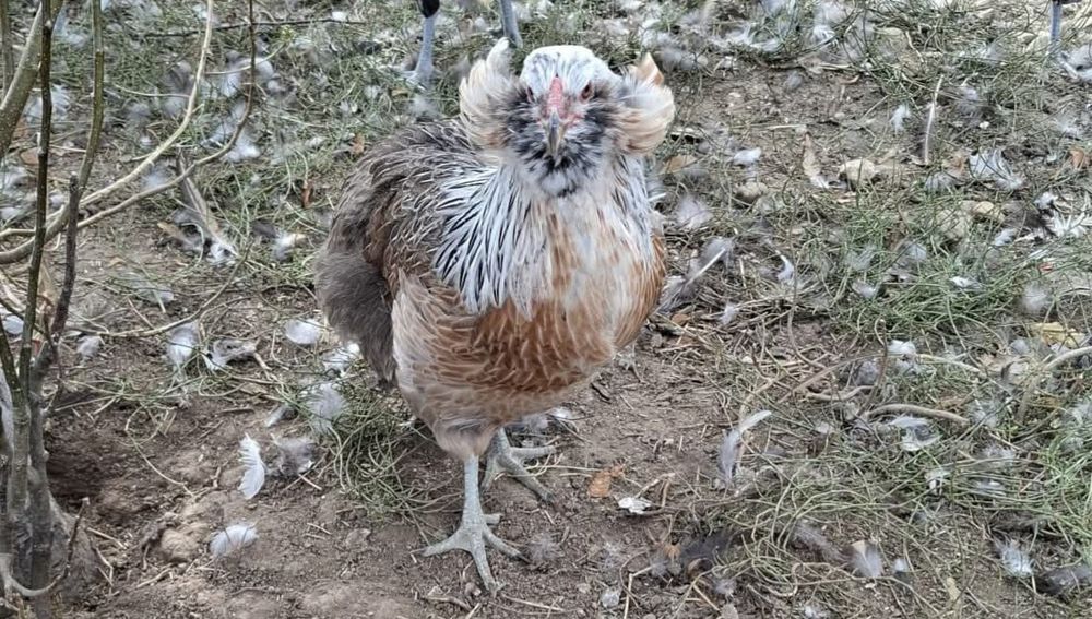 Araucana Silver,Araucana gât  auriu, Appenzeller Wiandotte GSG