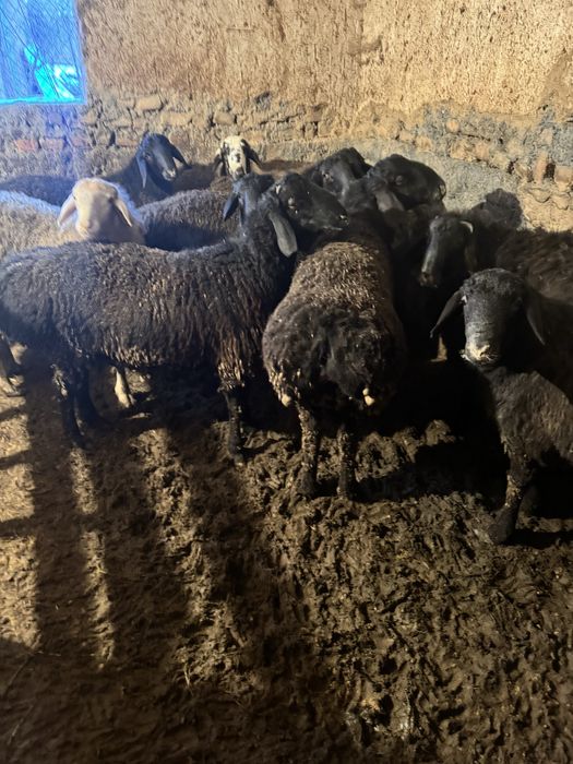 Кой ,кошкар сатылады