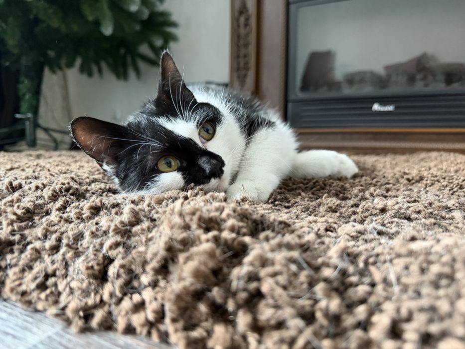 Дарю кошечку.