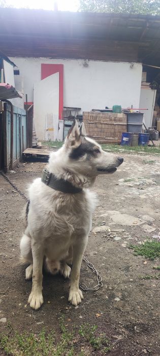 Продается западно сибирская лайка