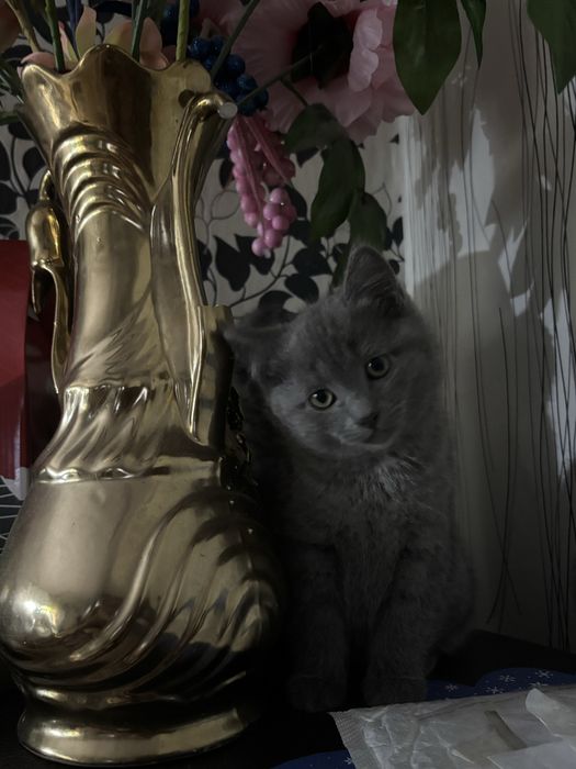 Продам британских котят, 2 девочки