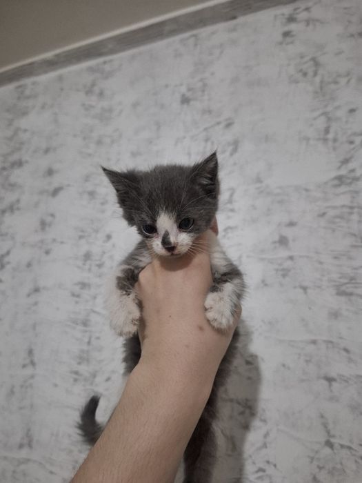 От дам бесплатно