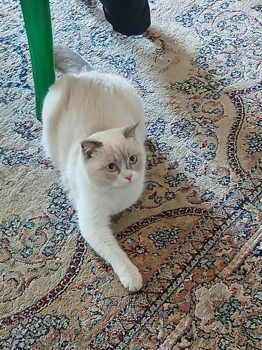 Сотилади зоти скотиш страйт