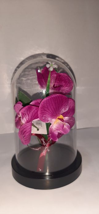 Orhidee in cupola
