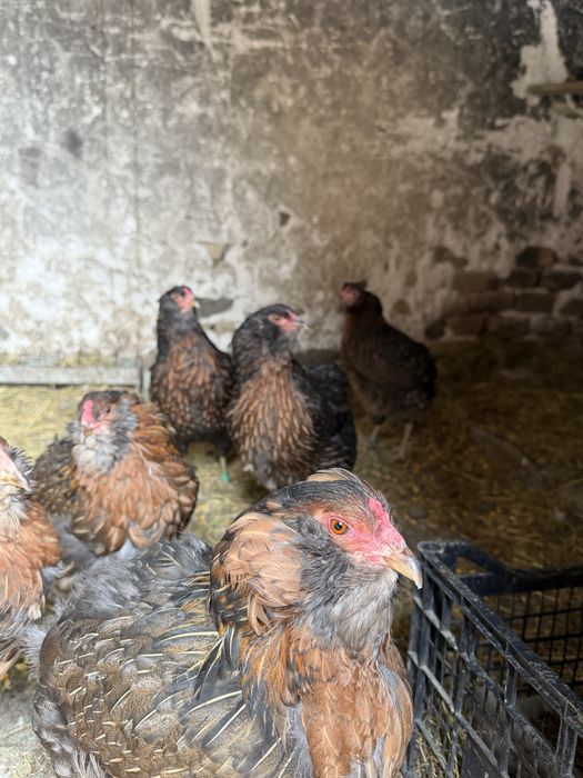 Araucana Potarnichiu Salbatic pasari si oua
