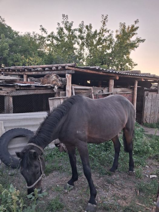 Продам коня на откорме