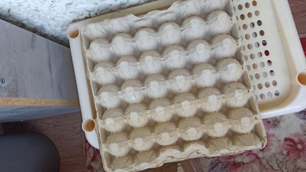 Лотки для яиц бесплатно