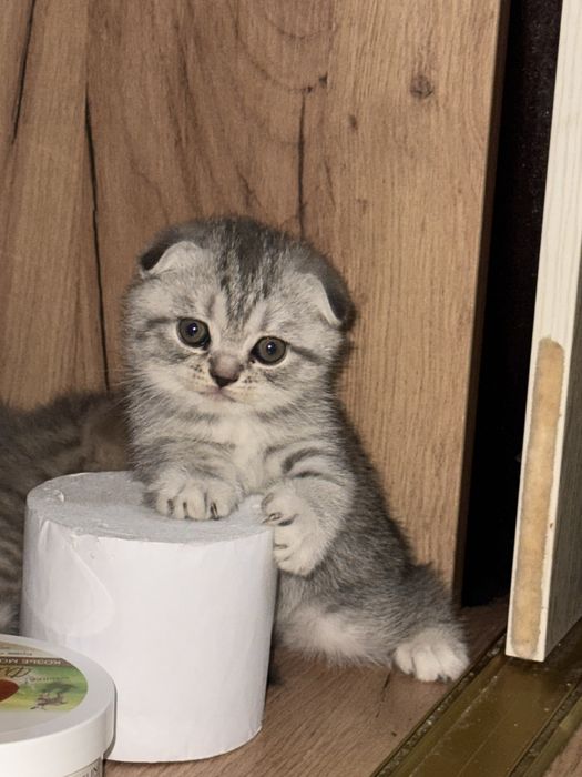 Продам котёнка Scottish Fold (девочка)