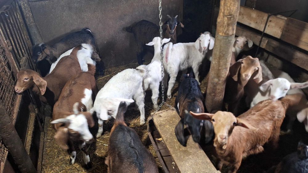 Продавам Ярета мъжки и женски