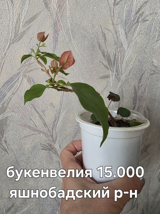 Продаю разные комнатные растения.