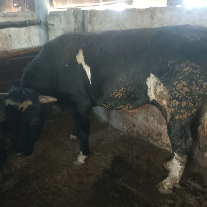 продам  2 быков  .