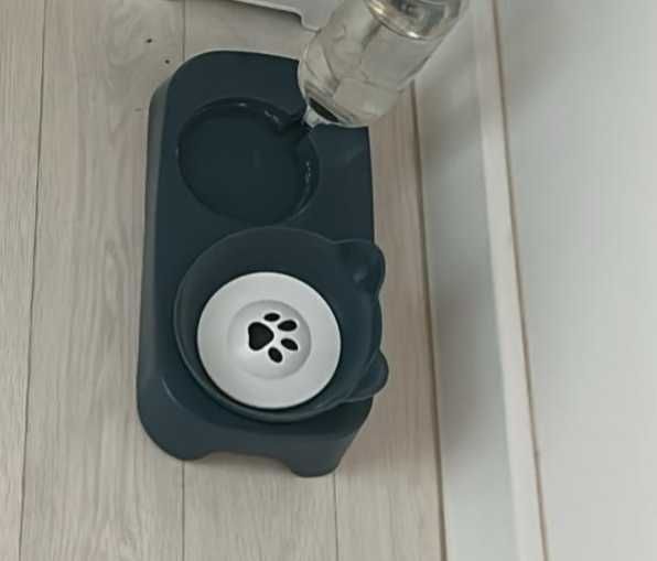 кошка скоттишстрайт