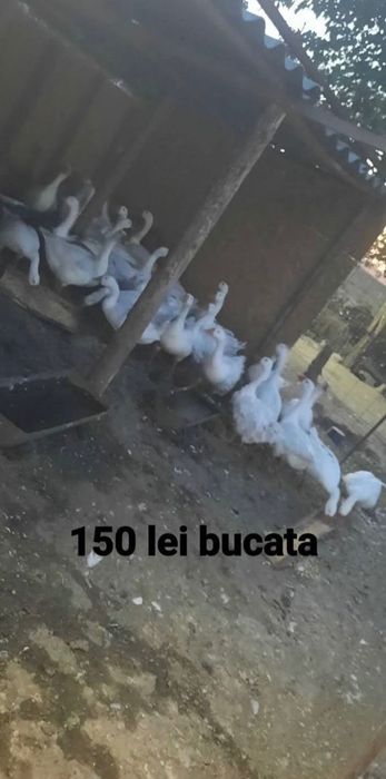 Pui de țară și gâsti