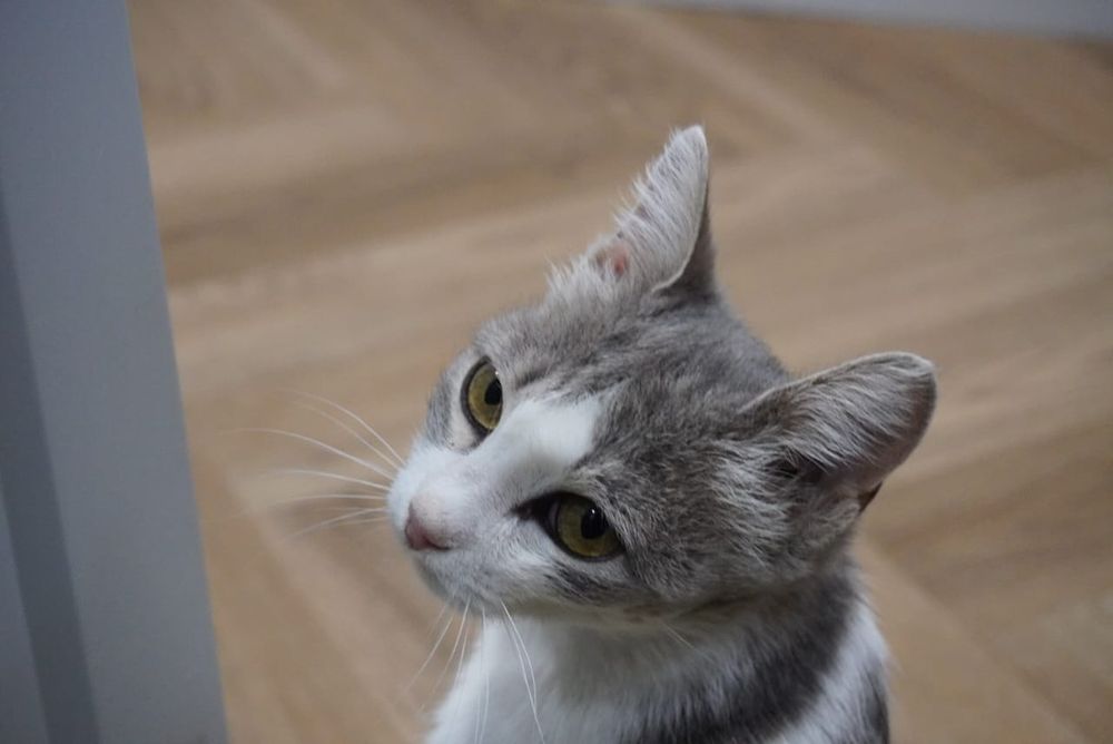 Кошка с самым редким цветом глаз в дар
